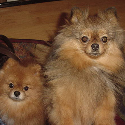 Hercules is on the left and Honeybear is on the right.